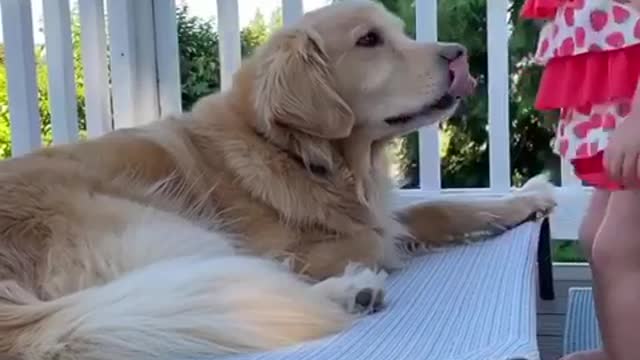 The dog kisses the child, how beautiful dogs are