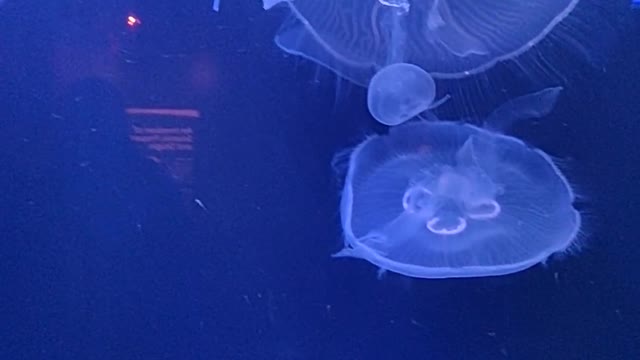 Watch jellyfish in the aquarium. AMAIZING