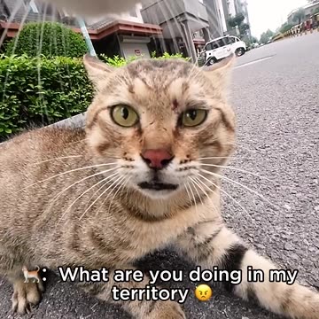 Cats Caught in Action 🐈 DJI Action 2 🎬 Video by DouShaBao #cat