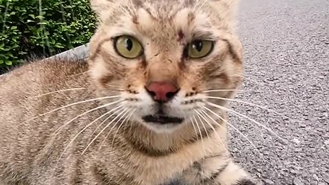 Cats Caught in Action 🐈 DJI Action 2 🎬 Video by DouShaBao #cat
