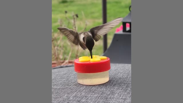 Humming Bird Drinking Water with its large beak