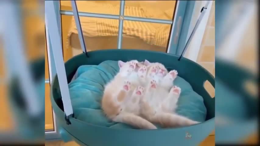 Funny cute cat complication