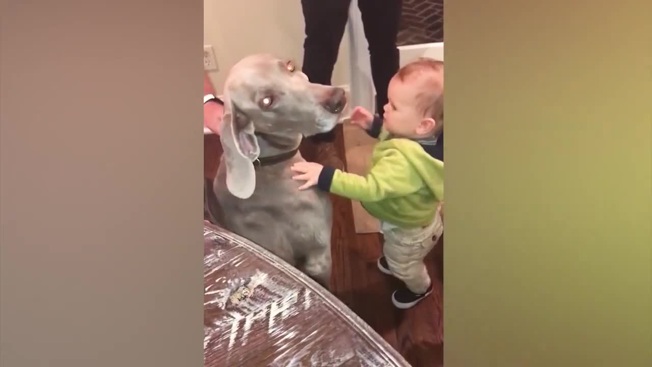 Babies and Animals Funny Compilation #2