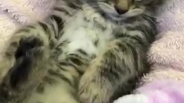 Cat cat cat chat