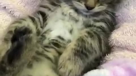 Cat cat cat chat