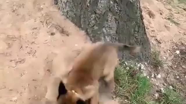 Dog video