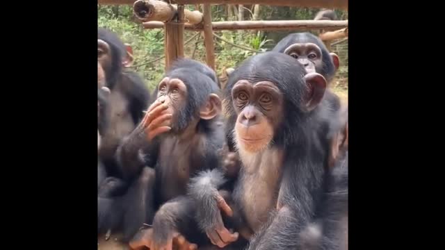 Monkeys are here Compilation *1