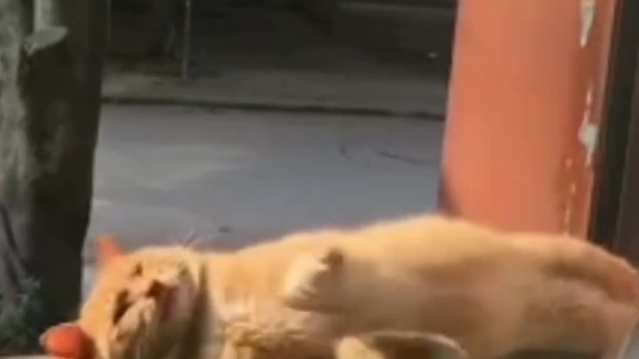 Cat 😺