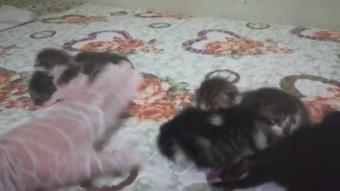 When do kittens open their eyes after birth?