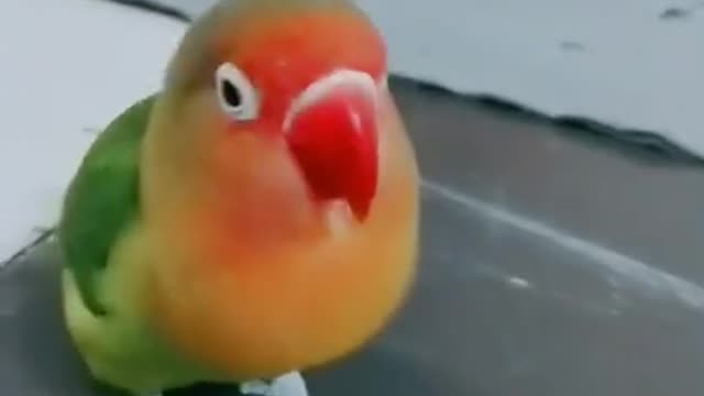 Parrot-baby cute & Funny Compilation