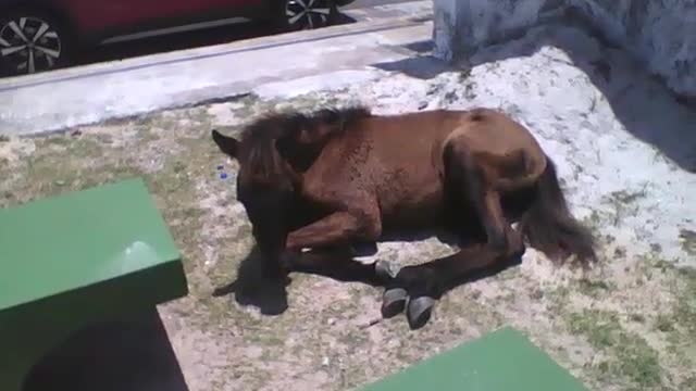 Potro é visto tomando banho de sol perto da praia, a égua está próxima [Nature & Animals]