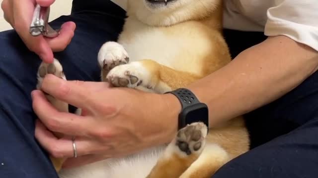 dog nails before and after
