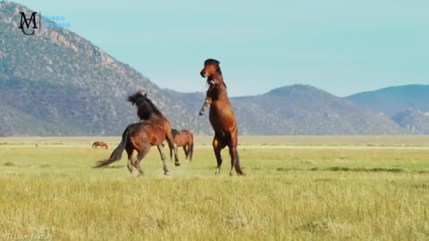 The biggest and most beautiful horses in the world.