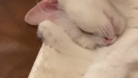 cute cat dancing ear