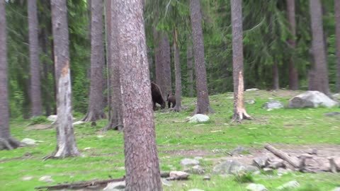 Bear watching in northeastern Finland