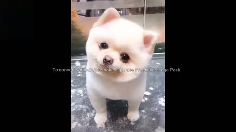 Cute and Funny Pets Try not to Laugh :)