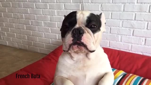 Bulldog Francés sostiene flor con su garra