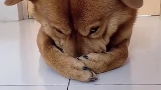 Make Your Day with Dog EP # 120 #shorts #Dogcompilation