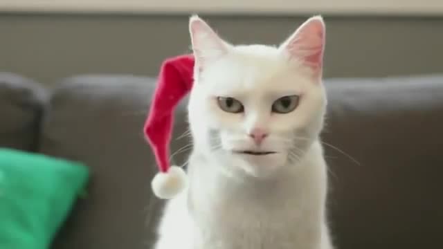 Laughing with singing cats Jingle Bells