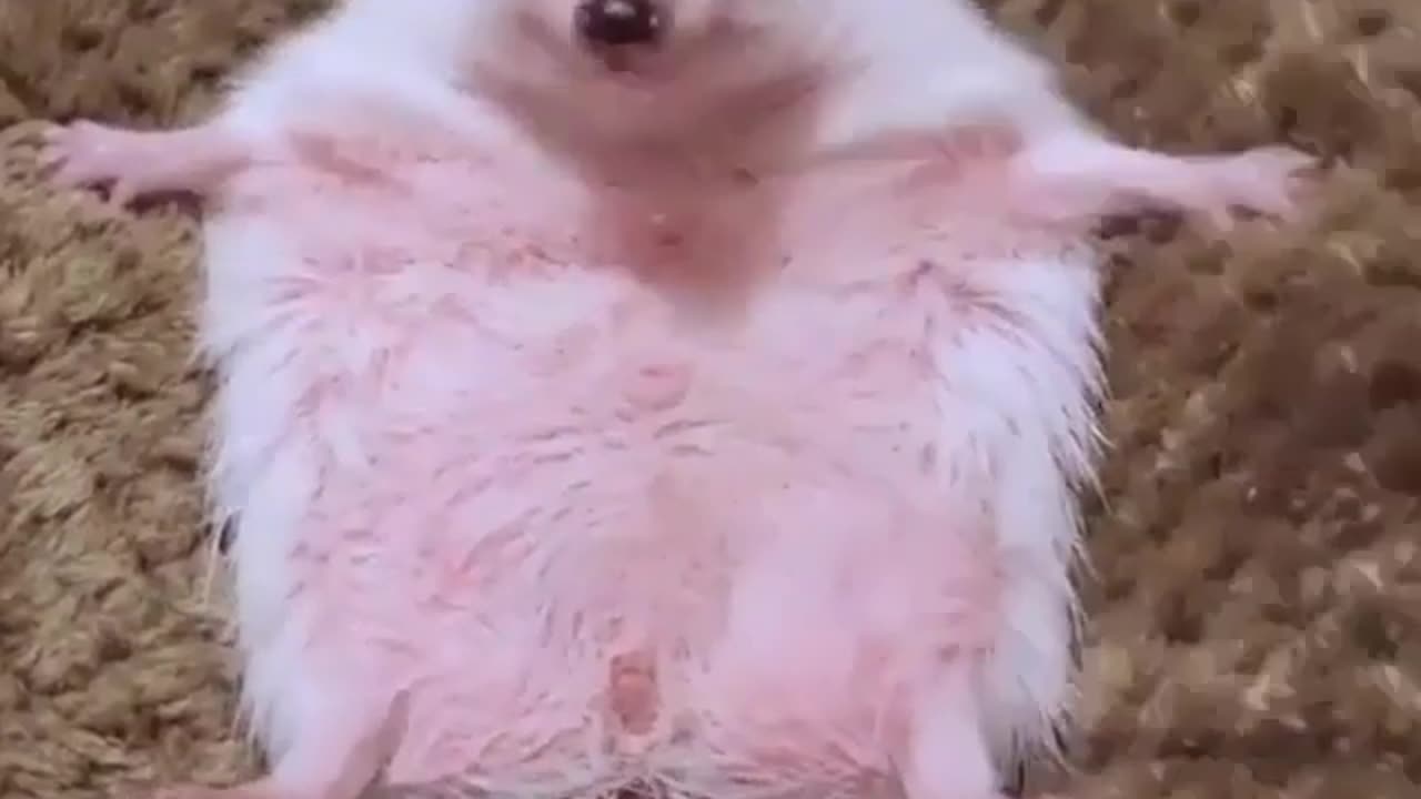 Hedgehog's Hilarious Reaction to Seeing a Camera