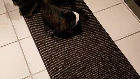 Our Older Frenchie Meeting Our New Rescued Frenchie