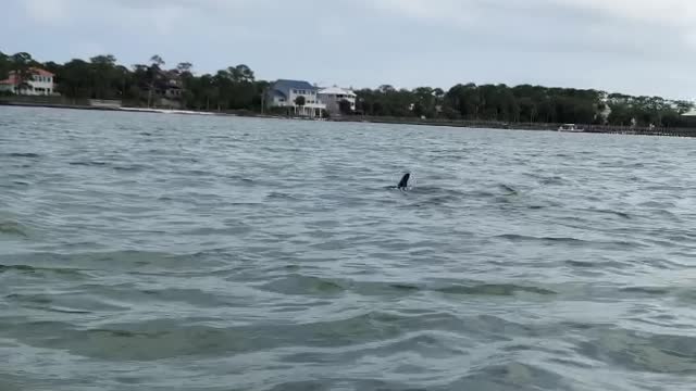 Sea Creatures Visit Kayakers