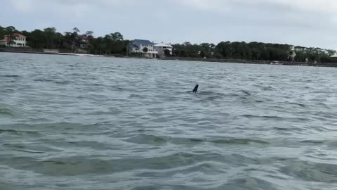 Sea Creatures Visit Kayakers