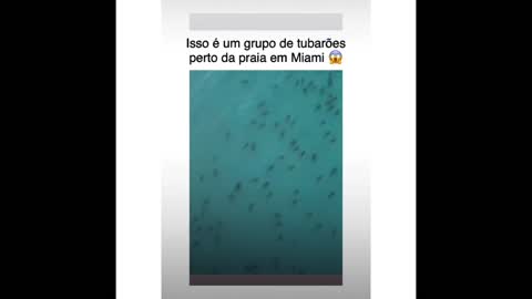 Grupo de tubarões perto da praia em Miami 😱