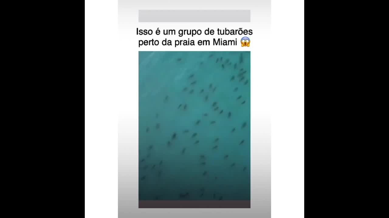 Grupo de tubarões perto da praia em Miami 😱