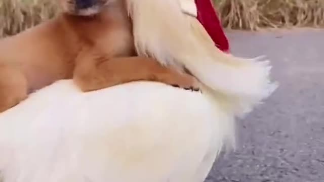 Funy video dog and chiken