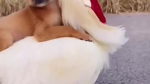 Funy video dog and chiken