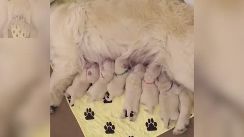 A group of puppies are eating their mother's milk