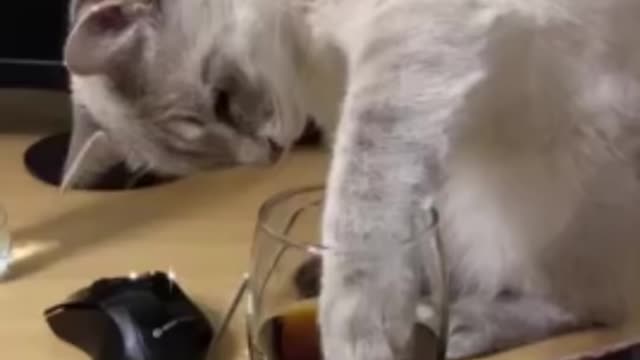 Cat Hilarious Reaction to