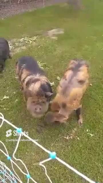 Our 3 little pasture pigs. #kunekune