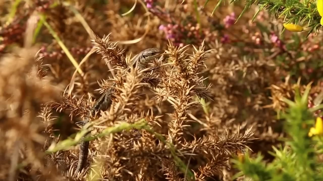 Birds and other animal unite in the world