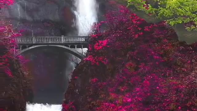BEAUTIFUL GREENERY PEACE OF MIND