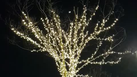 shining tree