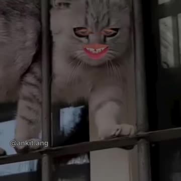 Chotelal ka gussa | Bangad Billa 😾| ankit ang #2shots #angvines #shots #Bangadbilla