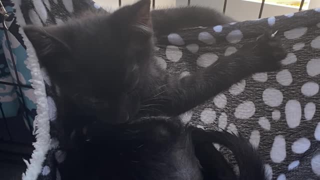 Kitten topples off hammock