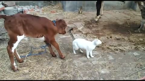 Cat and Cow