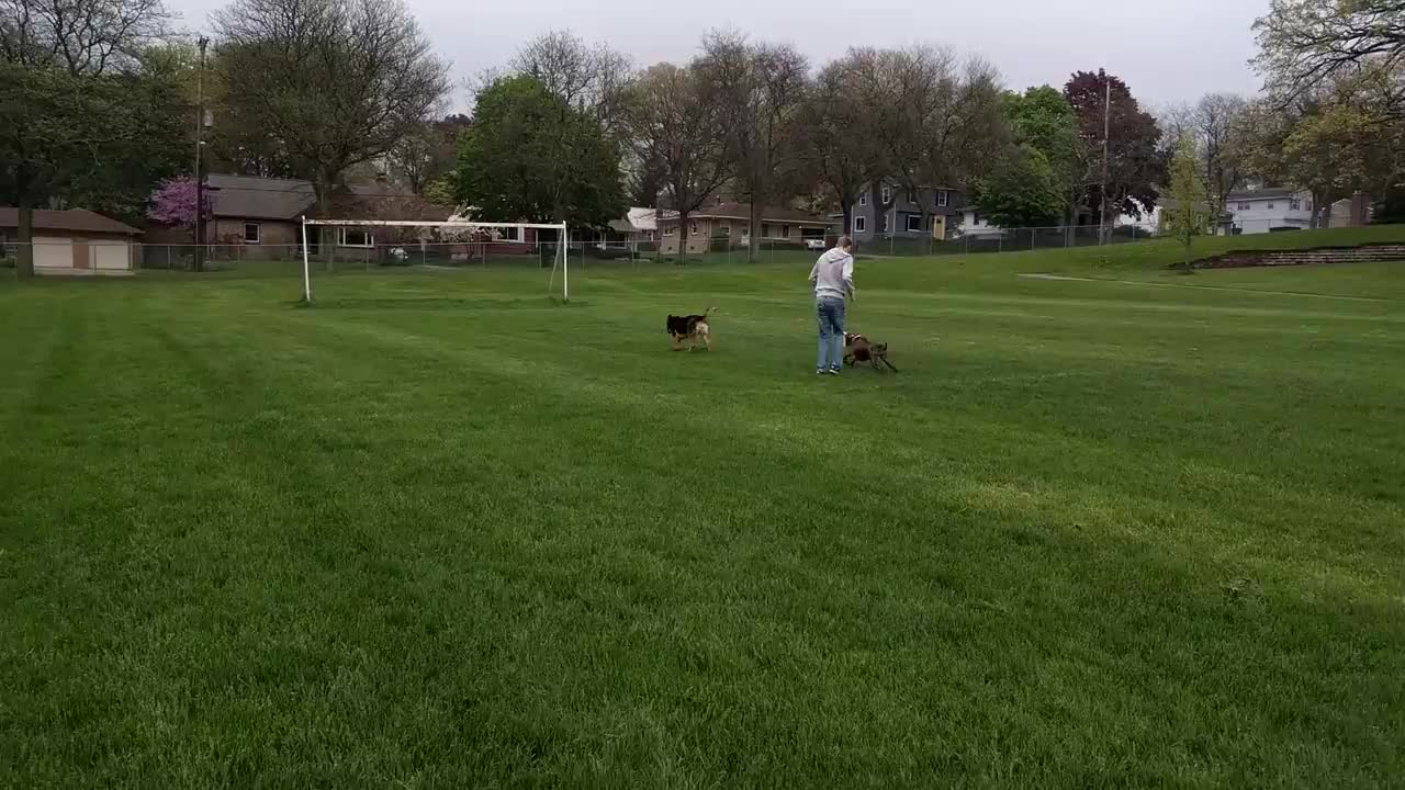 Dog Tries to Jump Over Stream and Falls into Water