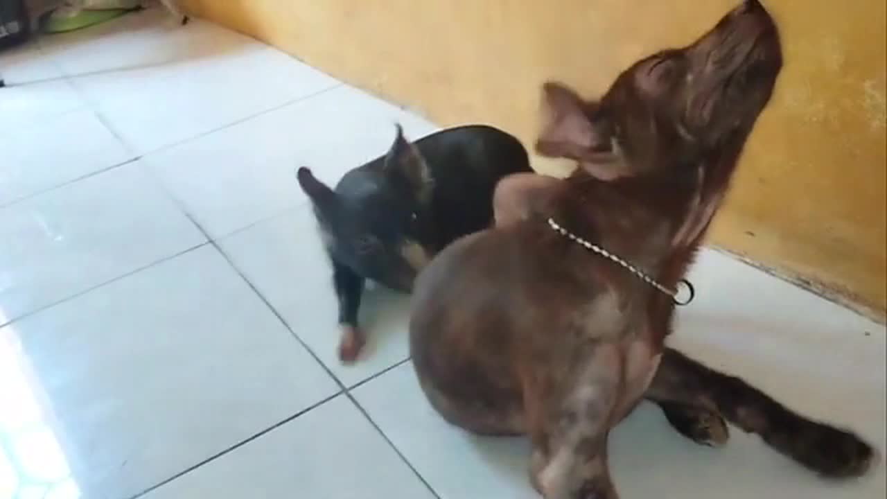 Watch these FUNNY The Friendship of pig and Itchy Dog