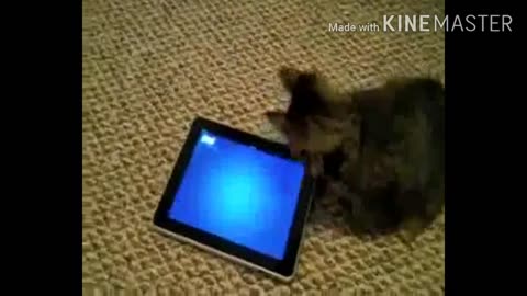 #Kitten 🐱 Loves Having Fun With the tablet 📲