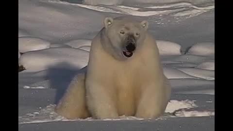 Polar bear sitting