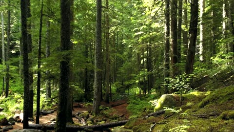 Forest in sunrise