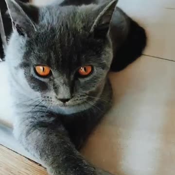 Cat be like, this is my Jam 😻🤣😹🐈