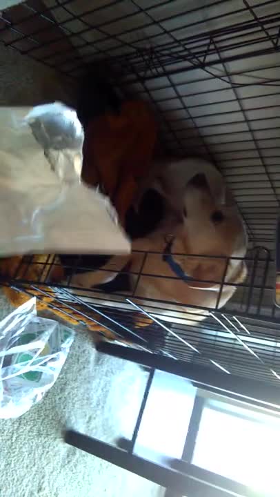 Guilty dog caught eating trash, becomes ashamed his actions