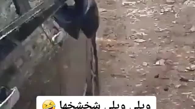 Animaux animal funny