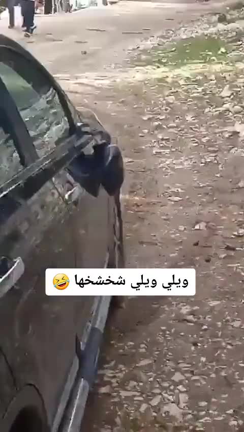 Animaux animal funny