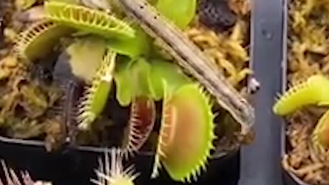 Venus Flytrap eating chili pepper and wasabi！